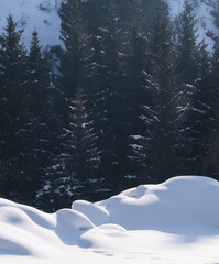 A winter landscape with fresh snowdrifts in the foreground and a dense forest of coniferous trees and spruces in the background. The snow cover has soft, wavy shapes and the trees appear dark and tall