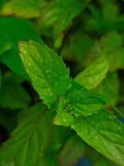 green leaf with water drops