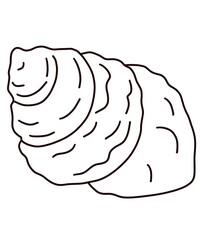 a shell sea on white background