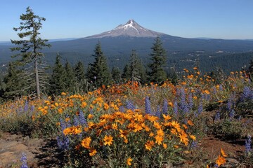 Panoramic view of wildflowers and Mount Hood