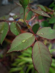 green leaves in the rain