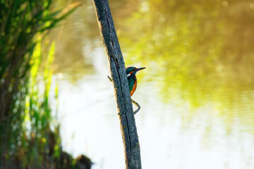 Kingfisher in the marshes of the lower valleys of the Juine and the Essonne river. Vert-le- Petit village