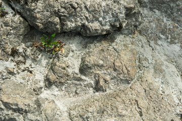 Rugged rock face with a small green plant growing in a crevice, illustrating resilience in nature, suitable for environmental conservation, outdoor adventure, and geology publications