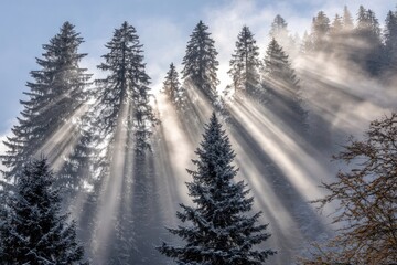 Sunlight streams through a snowy forest