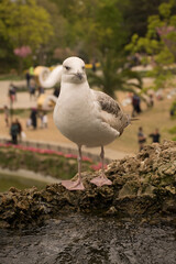 Seagull Wings Touching the Water