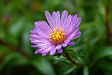 Obraz premium Close up of a single Purple Aster Amellus flower on Korean Lawn Grass