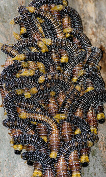 Closeup of brown, orange and yellow banded sawfly larvae on a tree trunk