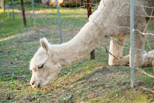 An alpaca reaching through a fence to graze