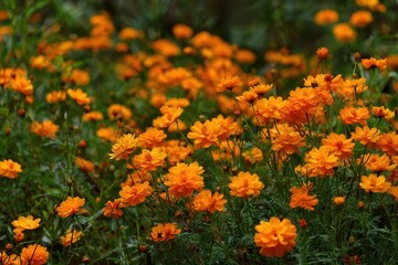 Fototapeta premium daisies in the park that are orange