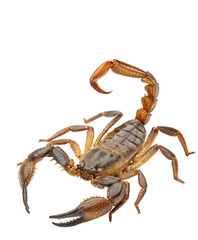 Image of Closeup of a scorpion with raised tail on white background showcasing detailed scorpion anatomy printed on Printed Glass Splashbacks