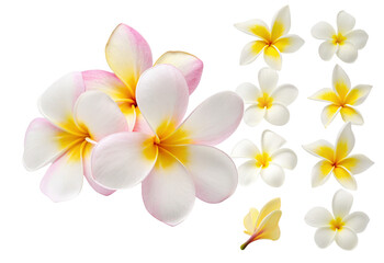 Naklejka premium Exquisite white and yellow frangipani flowers on a black background for design and inspiration