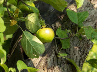 Unripe Green Apple Growing on a Textured Tree Trunk
