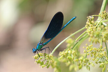 Une demoiselle bleue