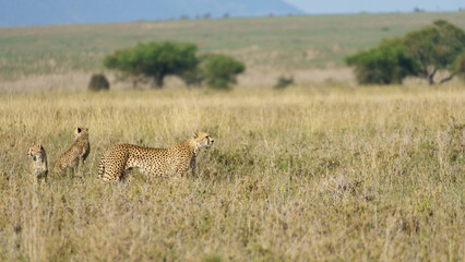 Cheetahs in the Wild A Wonderful Family Stroll Across the Expansive Savannah Landscape Serengeti 