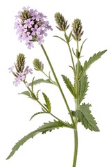 flower of a verbena officinalis