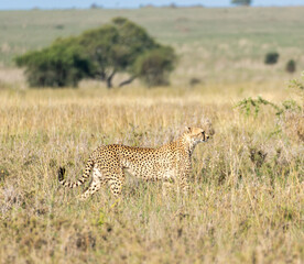 The Cheetah is a magnificent creature in Africas Grasslands, renowned for its speed and agility...