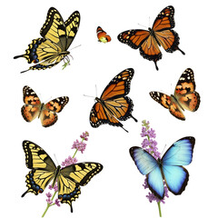 Collection of various colorful butterflies with floral accents  PNG file isolated on transparent background cut out, clipping path, social media, Advertisement, high quality, HD photo, close up,  web.