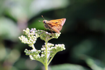 Hespérie de la houque sur la fleur