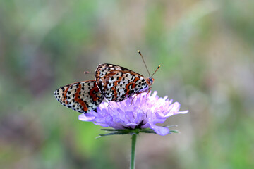 couple de papillon