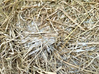 Close up fungi or mold that grow and develop on straw due to humid temperatures