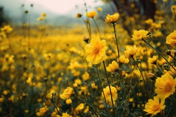 Fototapeta premium Fields of yellow blooms