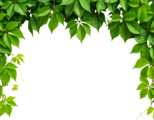 gold star isolated on white - Firefly_Bush grape or three-leaved wild vine cayratia (Cayratia trifolia) liana ivy plant bus 