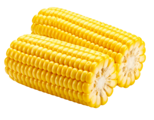 gold star isolated on white - Firefly_Shucked ear of corn - isolated image 