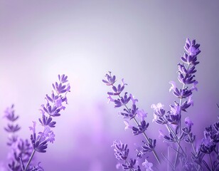 Obraz premium Soft Purple Lavender Flowers in a Field