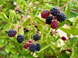 Ripe blackberries on a branch surrounded by green foliage. Close-up.