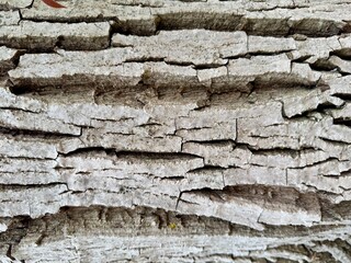 The bark of an old walnut tree has a rough texture and deep cracks in light gray and silver tones.