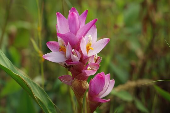 Gorgeous Curcuma aromatica thriving naturally in the wild