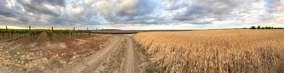 Panoramic photo of countryside landscape at sunset with road, field of ripe wheat, lavender and young vineyard under beautiful sky with colorful clouds.