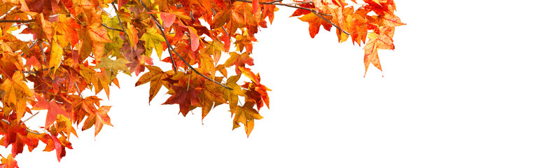 red and yellow autumn leaves isolated on white