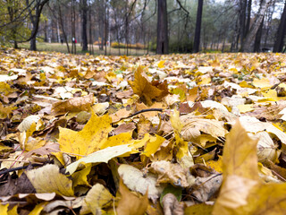 Shot of yellow fallen autumn maple leaves in the garden close-up. 