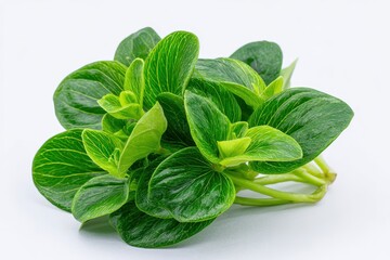Fototapeta premium Healthy food plant Peperomia pellucida with glossy leaves