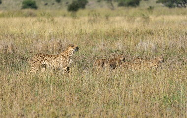 The Cheetah Family in the Savanna Natures Elegant and Graceful Hunters in Action