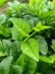 "The fresh, shiny green leaves of the morning glory symbolize the power of growth, fertility, and good health from nature."