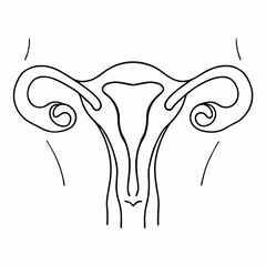 female reproductive system black line drawing for medical infographic