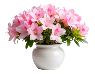 Pink Azalea Flowers Blooming in White Ceramic Vase Isolated on Transparent Background PNG