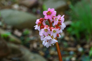 Cluster of delicate pink bergenia crassifolia 'Hidenuspe' flowers with red stems, standing out against blurred natural background, highlighting their soft petals