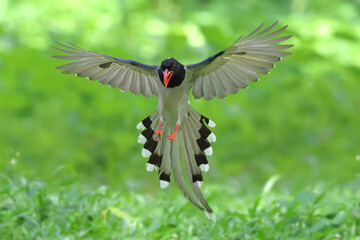 Naklejka premium A beautiful red-billed blue magpie flying in the forest. 