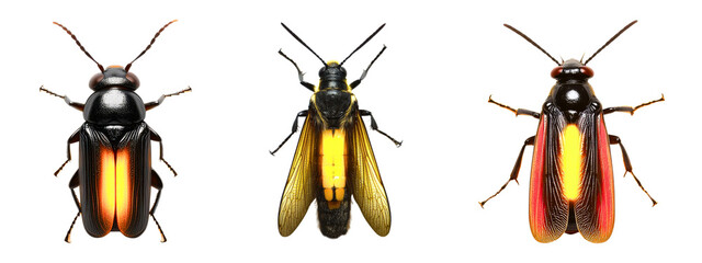 Collection of fireflies emitting light in the dark with glowing bodies isolated on a white or transparent background
