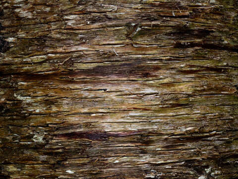 Close up of bark with shades of brown horizontal striation