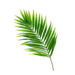Vibrant green palm frond leaf with detailed veins isolated on transparent background