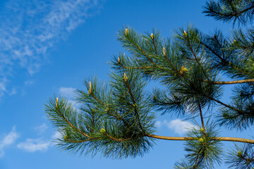 Vibrant blue sky serves as backdrop for the lush green needles of Austrian pine or black pine (Pinus Nigra) tree branches, creating refreshing natural scene in spring garden