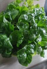 Glossy and rich green watercress leaves are packed in a pot, showcasing their crisp freshness and curled texture under natural light for a healthy edible plant feel.