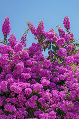 Beautiful  purple flowers of Bougainvillea - ornamental vine with flower-like leaves  - against...