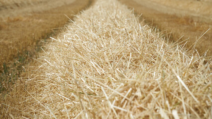 A straw swath on a slightly darker coloured harvested field with grain stubble