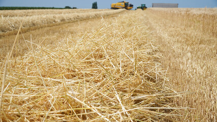 A straw swath leading up to the yellow combine harvester and green tractor with grain cart at the...