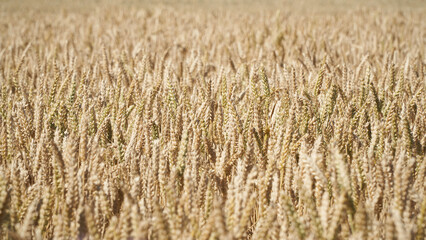 A field of almost ripe wheat